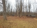 Bald Eagle Cabins